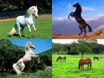 Horses-Wallpapers