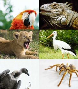 100 HD Animals Wallpapers