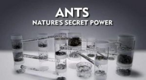 Муравьи тайная сила природы / Ants Natures secret power (2005)  DVDRip