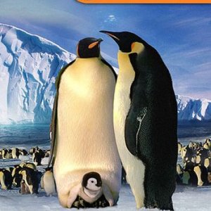 Одиссея Кусто №15: Полет пингвина Огонь и лед / La glace et le feu. Le vol du pingouin (1991) DVD5