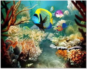 Tropical Fish 3D Screensaver 1.1 Build 6