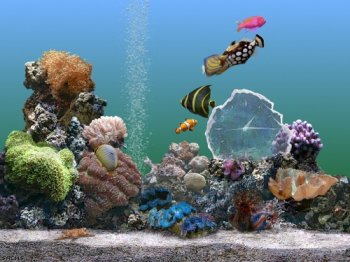 Serene Marine Aquarium Time 2.6