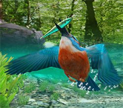 Kingfisher 3D Screensaver v1.0