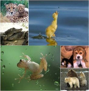80 Animals Wallpapers