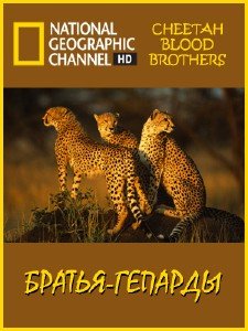 Братья-гепарды  Cheetah Blood Brothers (2007) HDTVRip