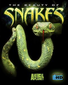 Красота змей / The Beauty Of Snakes (2006) HDTV [720p]