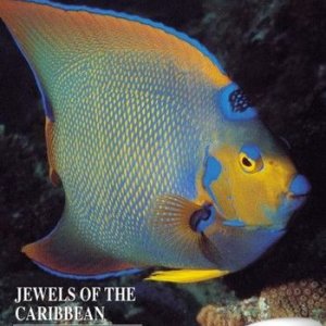 Жемчужины Карибского моря / Jewels of the Caribbean sea (1994) DVD5