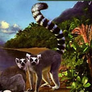 Одиссея Жака Кусто №16: Мадагаскар. / Collection Cousteau: Madagascar: Lille des esprits (1995) DVD5