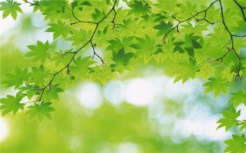 Green Leaves Widescreen Wallpapers